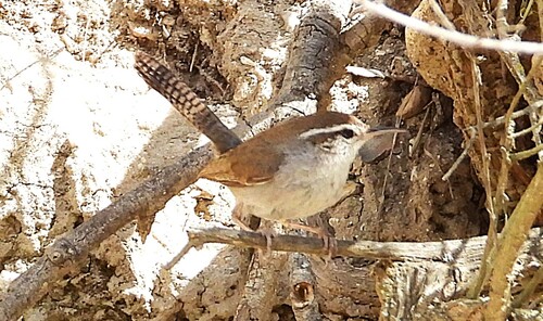 iNaturalist observation photo of Bewick's Wren