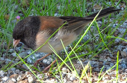 iNaturalist observation photo of Dark-eyed Junco