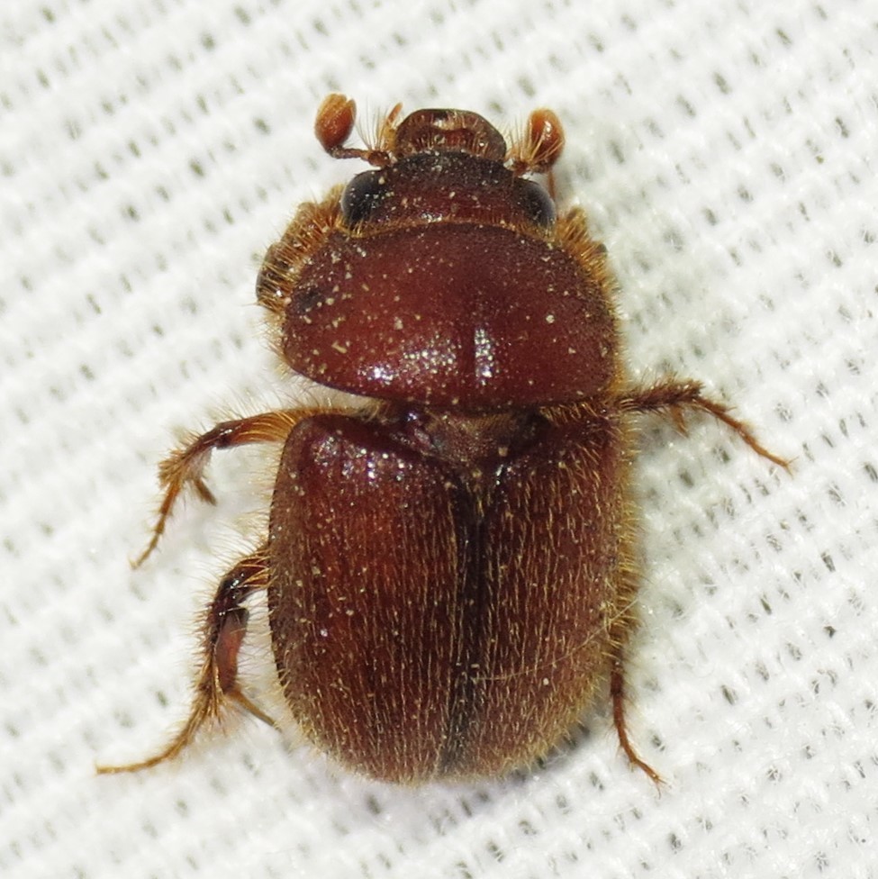 Neochodaeus praesidii