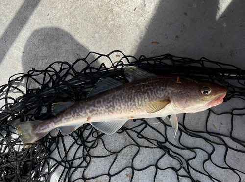 Alaska cod (Gadus macrocephalus) — Gadidae — 2
