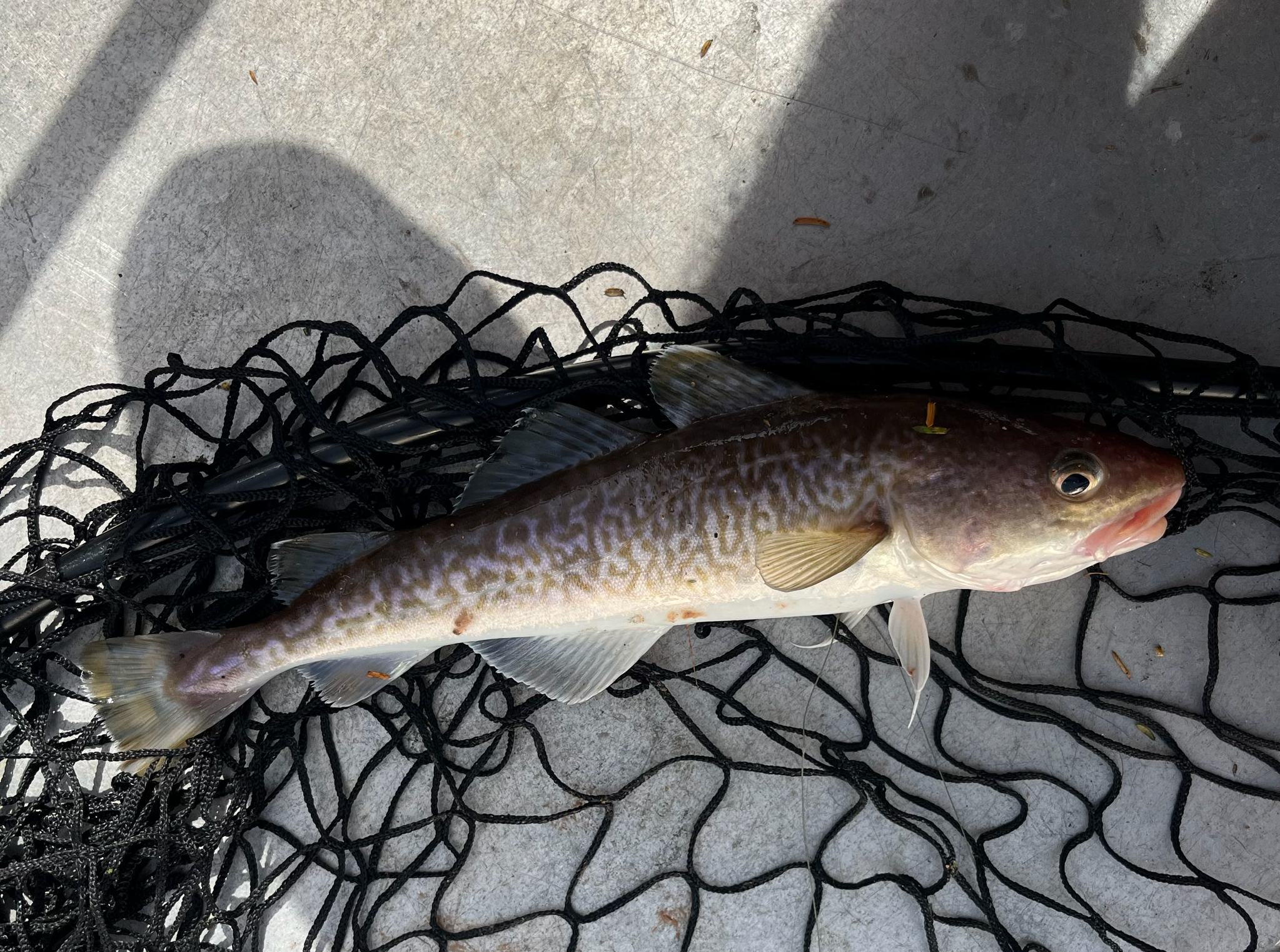 太平洋鱈 (大頭鱈 / 鱈魚) Gadus macrocephalus