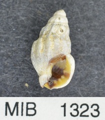 Nassarius fraterculus