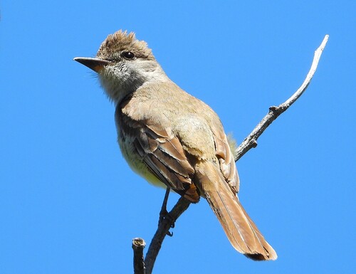 iNaturalist observation photo of Ash-throated Flycatcher