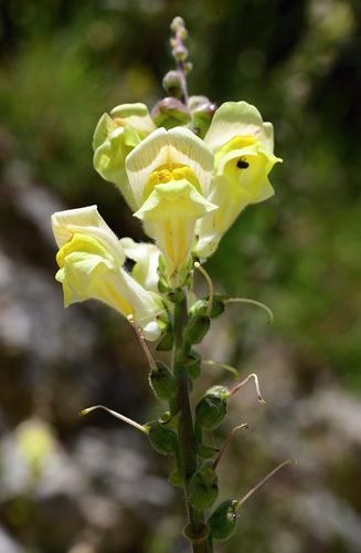 Antirrhinum latifolium (Antirrhinum latifolium)