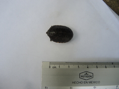Kinosternon oaxacae