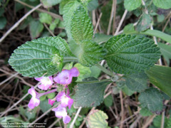 Lantana megapotamica