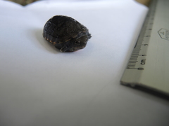 Kinosternon oaxacae