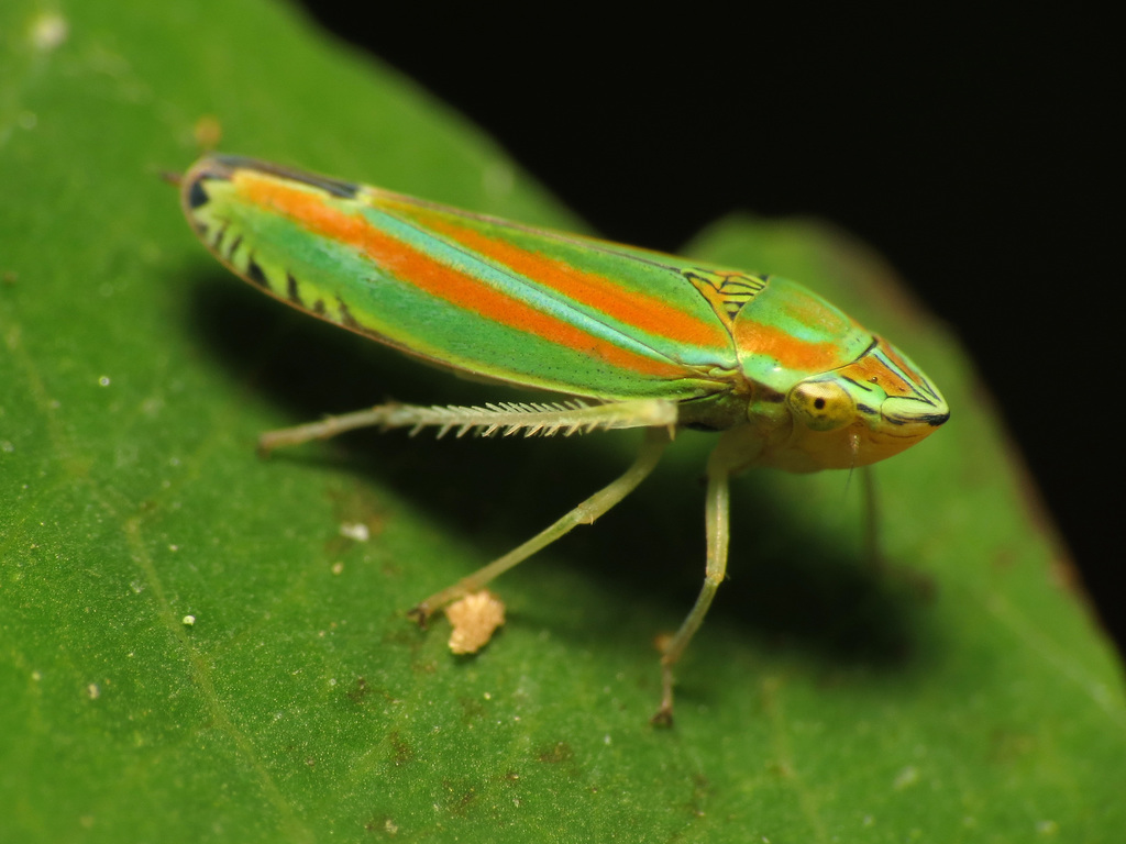 Cicadellini