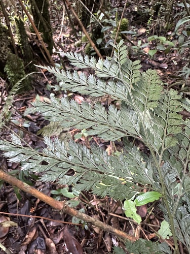 Arachniodes denticulata, photograph 3