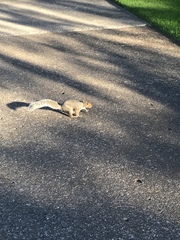 Sciurus carolinensis