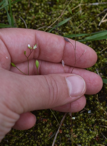 Наблюдение на iNaturalist