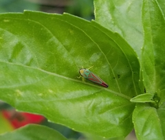 Graphocephala fennahi