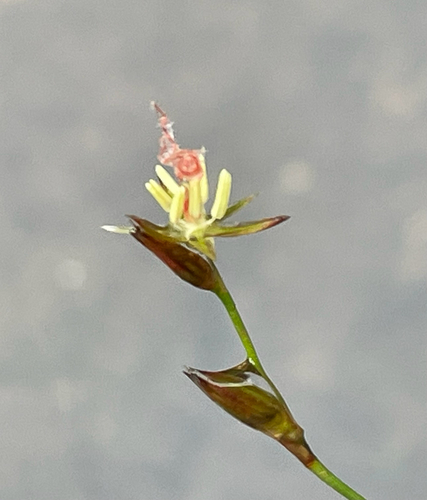 Georgia rush (Juncus georgianus)
