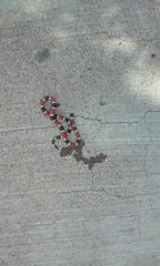 Micruroides euryxanthus