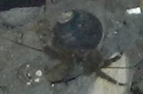 Pagurus hirsutiusculus