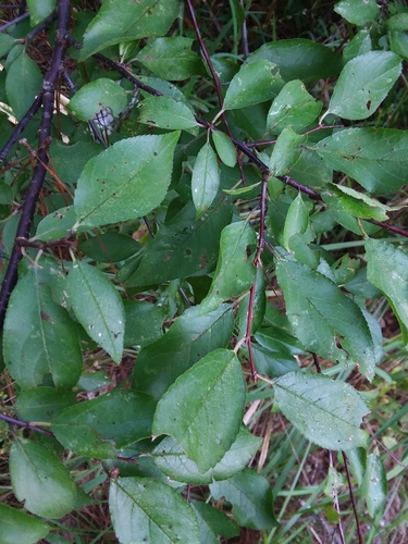 Image of Allegheny plum by (c) Will McFarland, some rights reserved (CC BY)