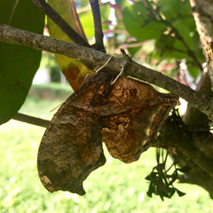 Consul fabius cecrops