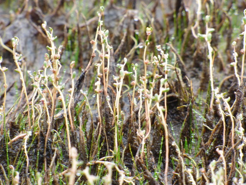 slender watermilfoil (Myriophyllum tenellum)