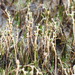 Myriophyllum tenellum - Photo (c) Bill Crins, algunos derechos reservados (CC BY-NC), uploaded by Bill Crins