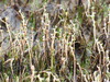 Myriophyllum tenellum - Photo (c) Bill Crins, algunos derechos reservados (CC BY-NC), subido por Bill Crins