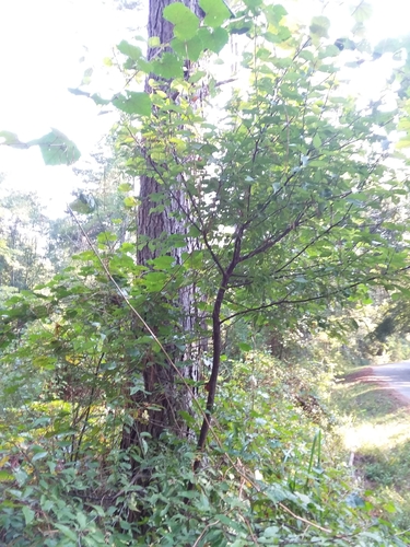 Image of Allegheny plum by (c) Will McFarland, some rights reserved (CC BY)