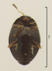 Orthoperus atomarius
