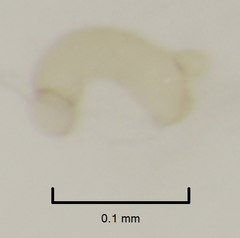 Orthoperus atomarius