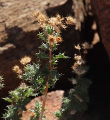 Berkheya spinosissima