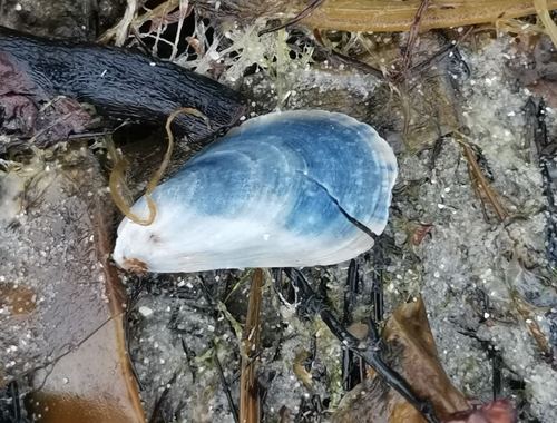 Mytilus edulis