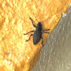 Brachyderes lusitanicus