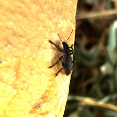 Brachyderes lusitanicus