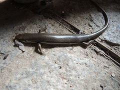 Marisora aquilonaria