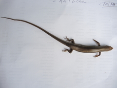 Marisora aquilonaria