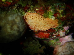 Hemimycale columella