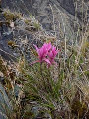 Castilleja elegans