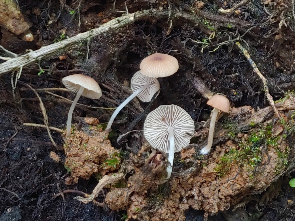 Candolleomyces sp. 'PR03'