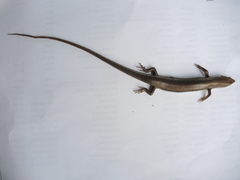 Marisora aquilonaria