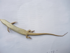 Marisora aquilonaria