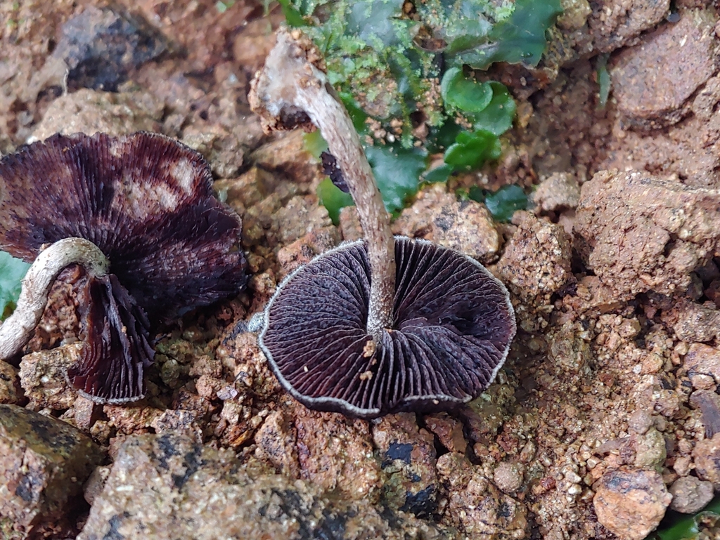 Lacrymaria sp. 'PR01'