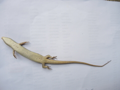 Marisora aquilonaria