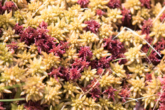 Sphagnum