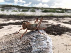 Tropidacris cristata