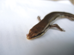 Marisora aquilonaria