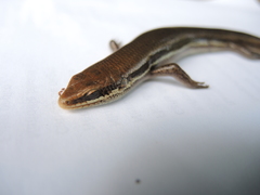 Marisora aquilonaria