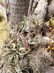 Tillandsia incarnata
