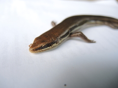 Marisora aquilonaria