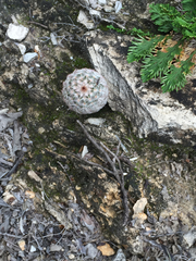 Echinocereus armatus