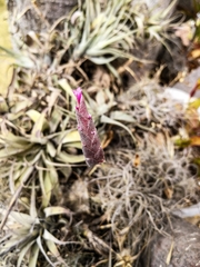 Tillandsia incarnata
