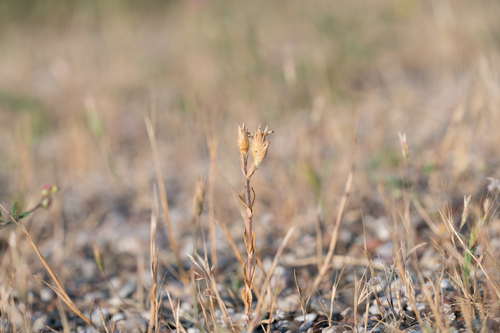 Largetooth Catchfly (Silene macrodonta)