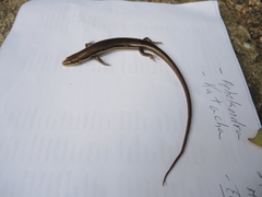 Marisora aquilonaria